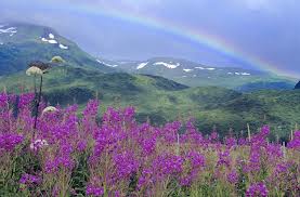 “Raise your words, not voice. It is rain that grows flowers, not thunder.” — Rumi